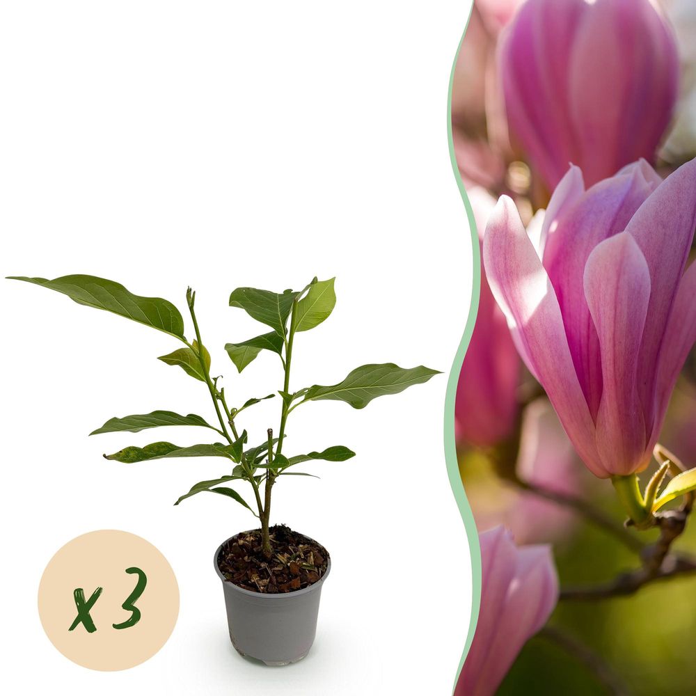 Magnolia 'heaven scent' - lot de 3 - pot 12 cm - hauteur 30 cm
