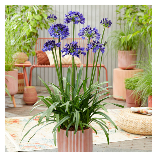 Agapanthe everpanthus® midnight sky 'dwaghyb01' pot de 4l - 20/40 cm