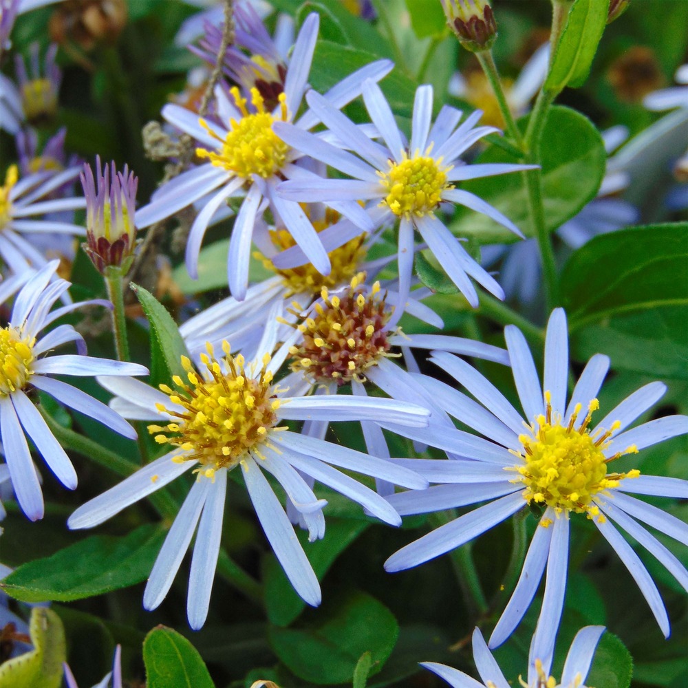 Aster 'adustus nanus' pot de 1,5l/2l