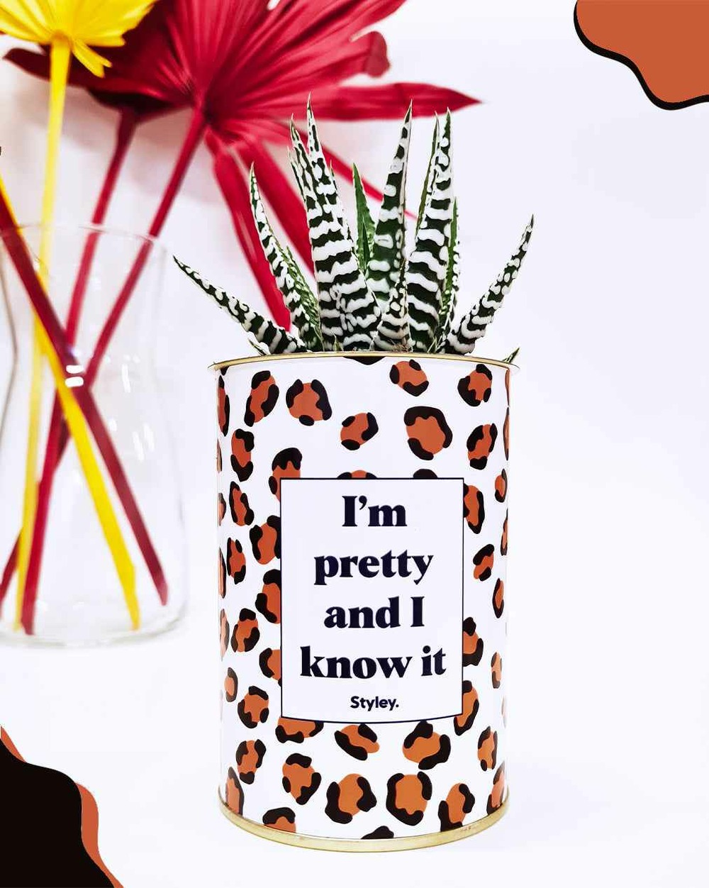Plante drôle - i'm pretty and i know it - cactus