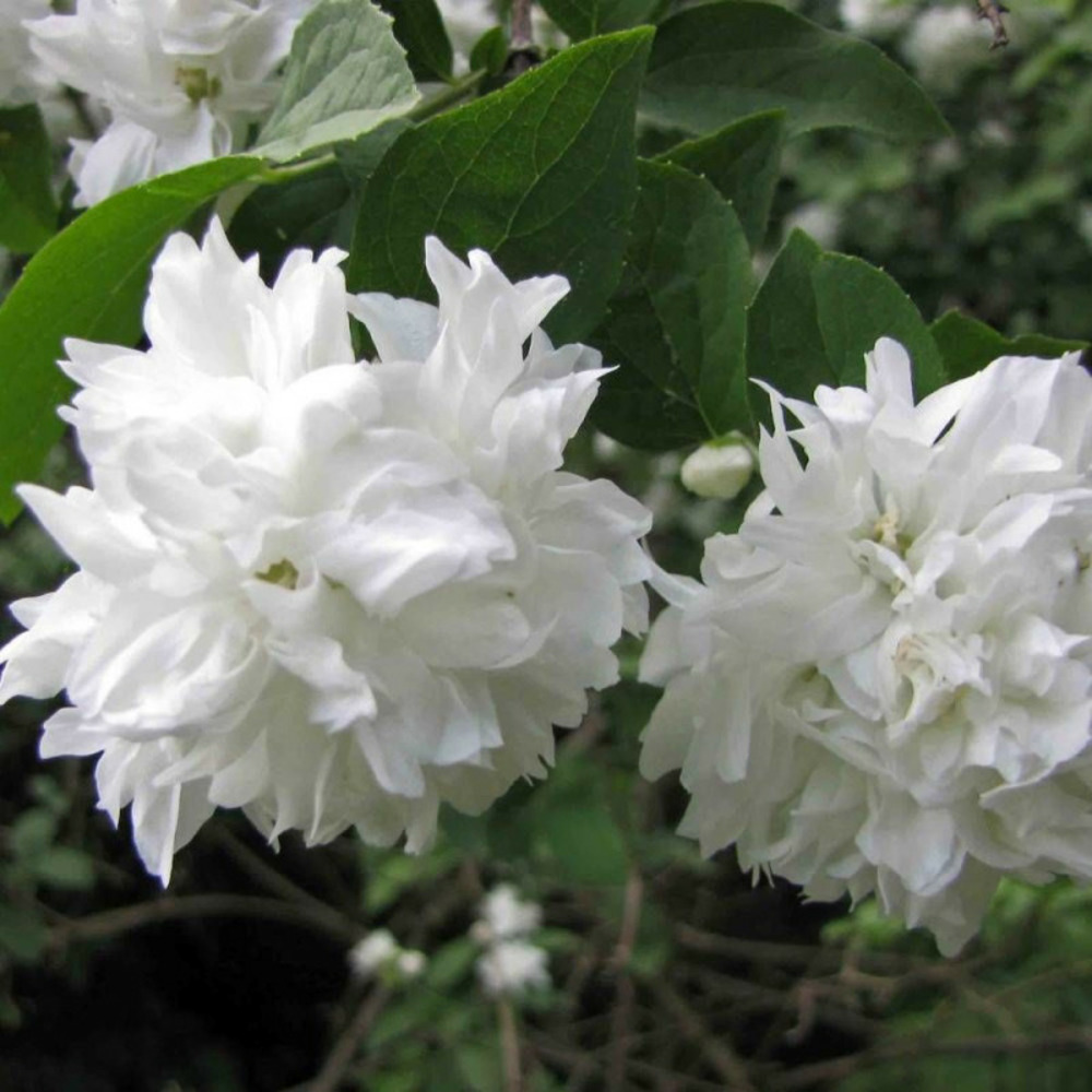 Seringat des jardins minnesota snowflake, philadelphus pot de 7,5l - 40/60 cm