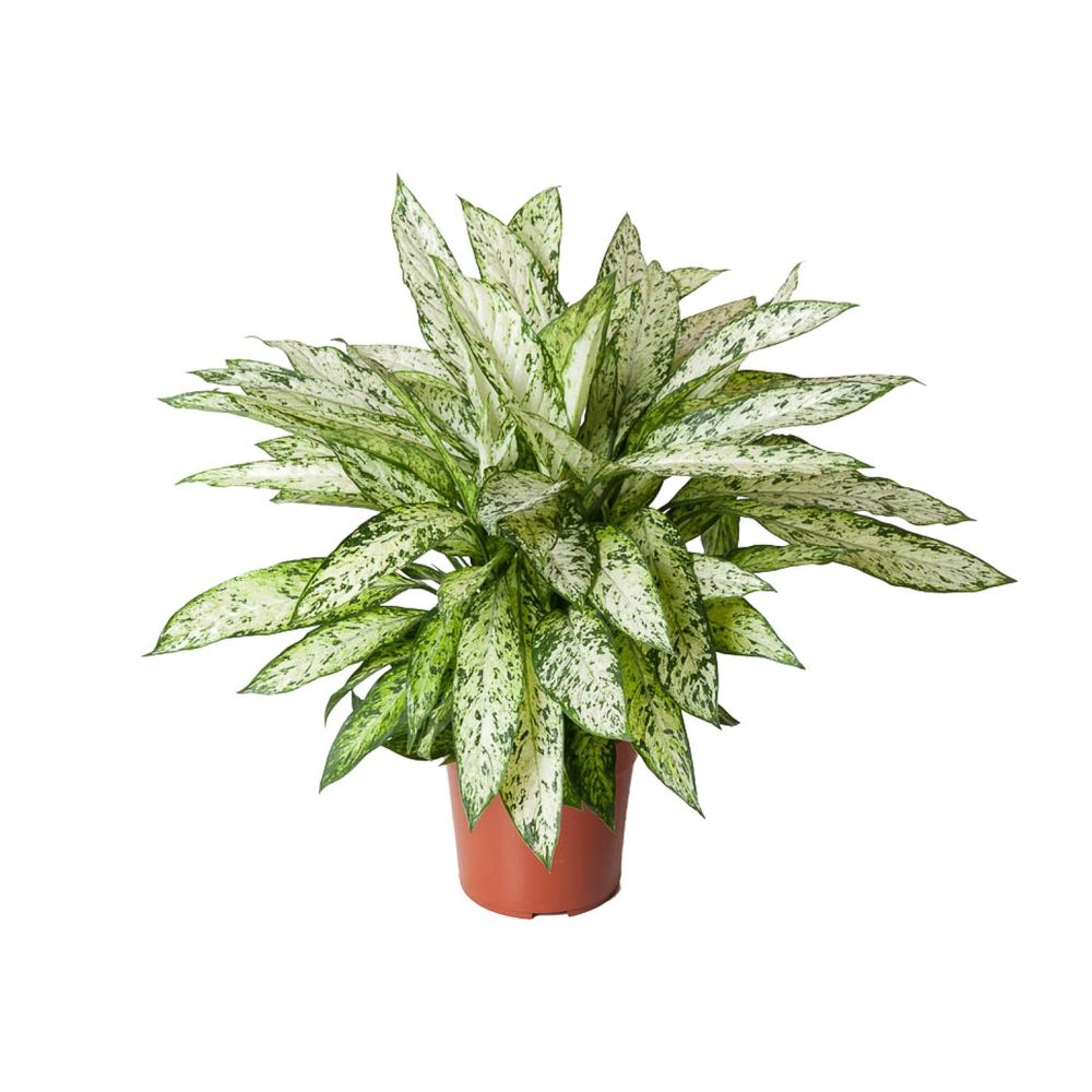 Dieffenbachia vesuvius - ø27cm - ↕80cm - plantes d'intérieur