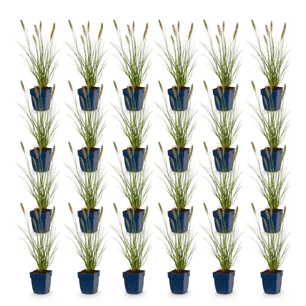 Pennisetum 'hameln' - lot de 24 - pot 11 cm - hauteur 25 cm - plante d'extérieur