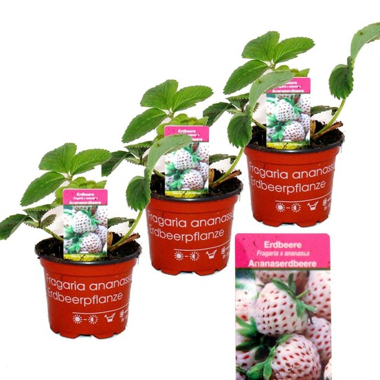 Ananas blanc - fraise - fragaria ananassa - ensemble de 4 plantes