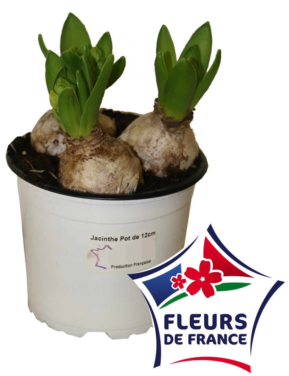 Jacinthe 3 bulbes blanche pot 12 cm