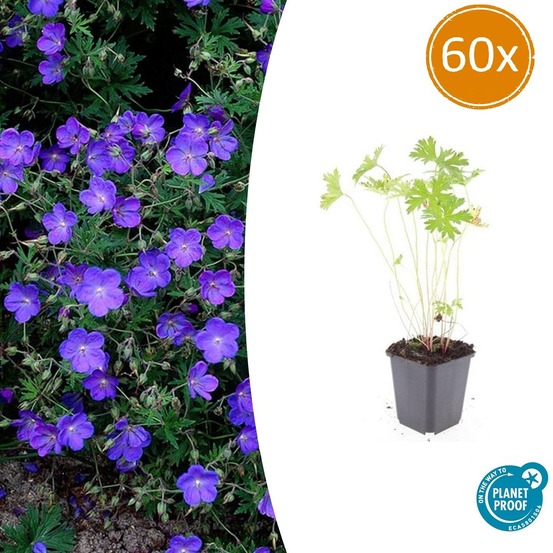 Géranium vivace 'johnson's blue' x60 – entre 3,75 et 5m2