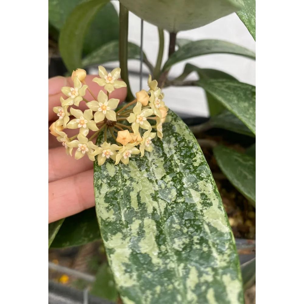 Hoya rangsan - plantes d'intérieur