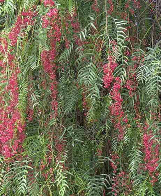 Schinus molle (faux poivrier, poivre rose) pot de 30l 220/240cm