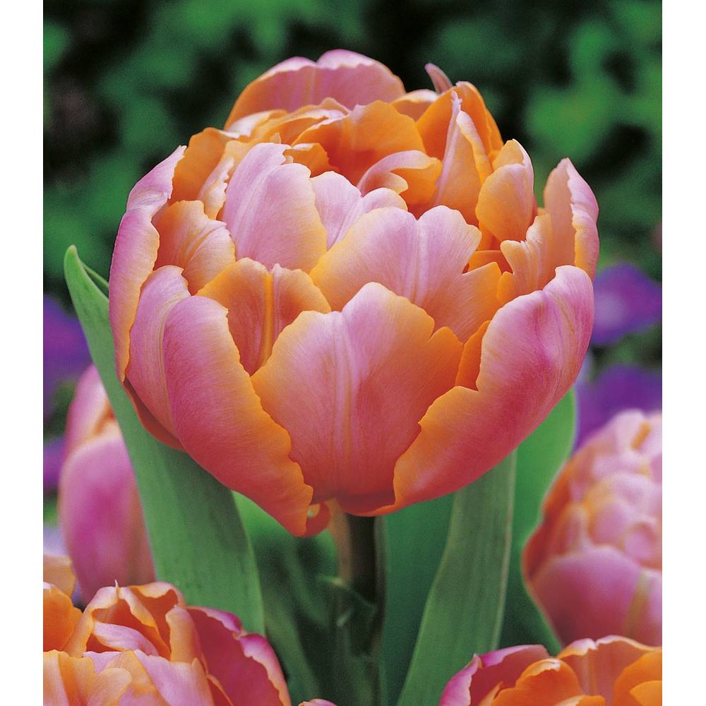 Tulipe pink star 5 bulbes