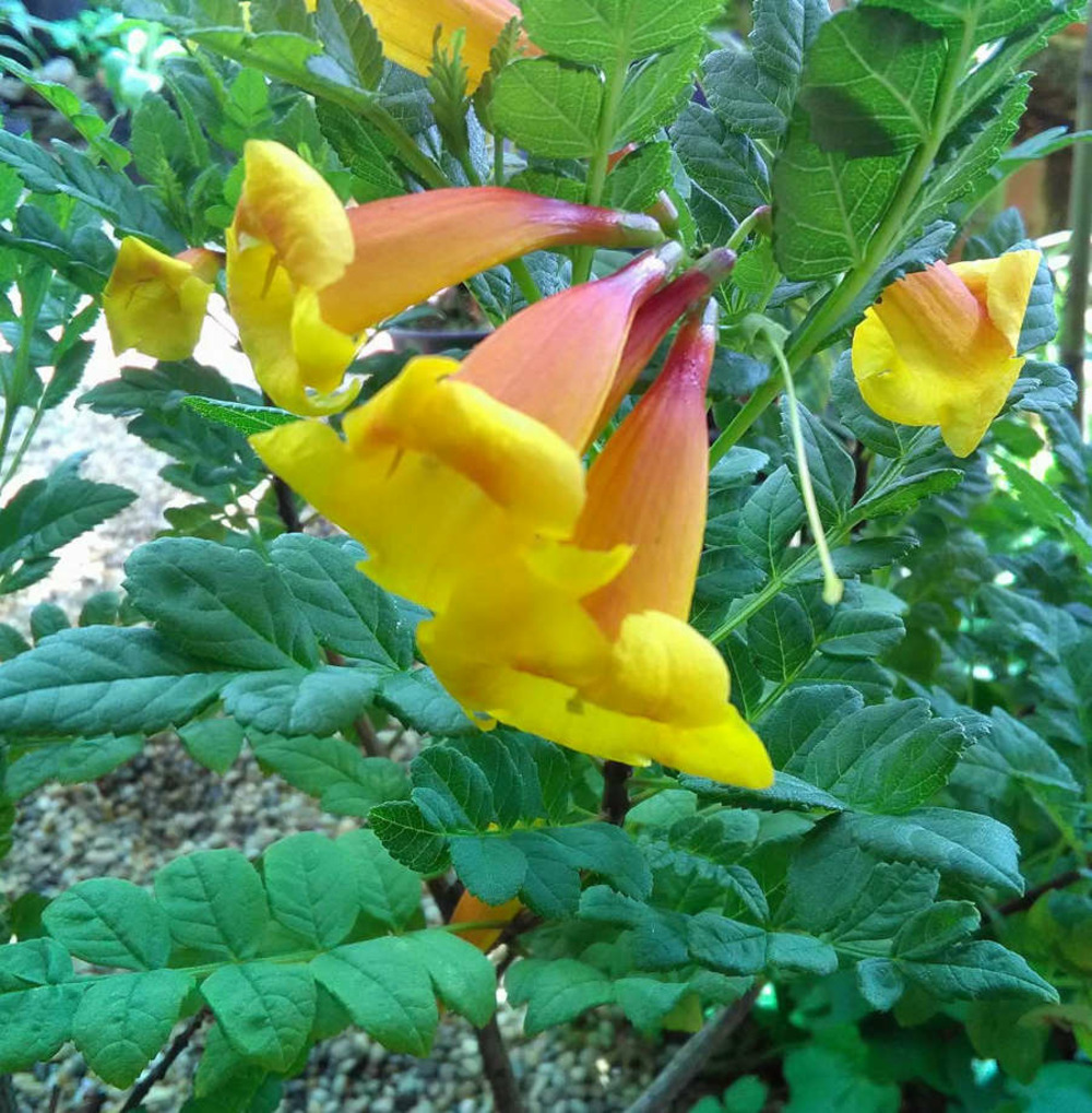 Tecomaria 'tropical twist' (chèvrefeuille du cap) pot de 2 litres - 30/50 cm