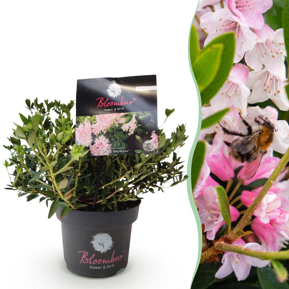 Rhododendron - pot 17 cm - hauteur 40 cm