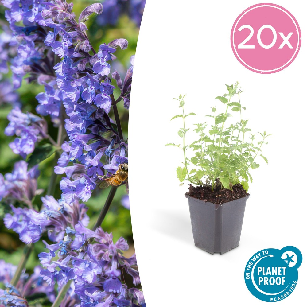 Nepeta 'six hills giant' x20 – entre 1,25 et 1,67m2