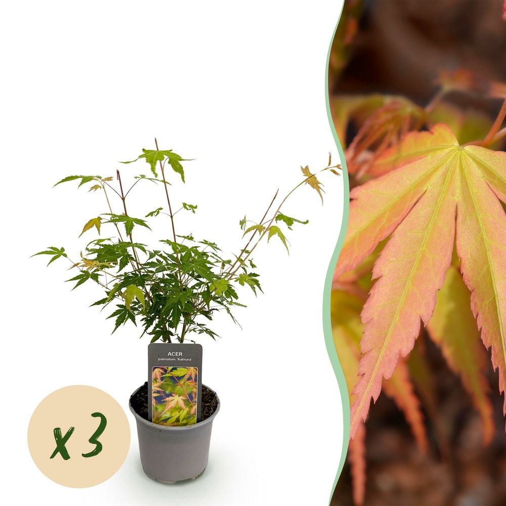 Érable du japon 'katsura' - lot de 3 - pot 12 cm - hauteur 35 cm