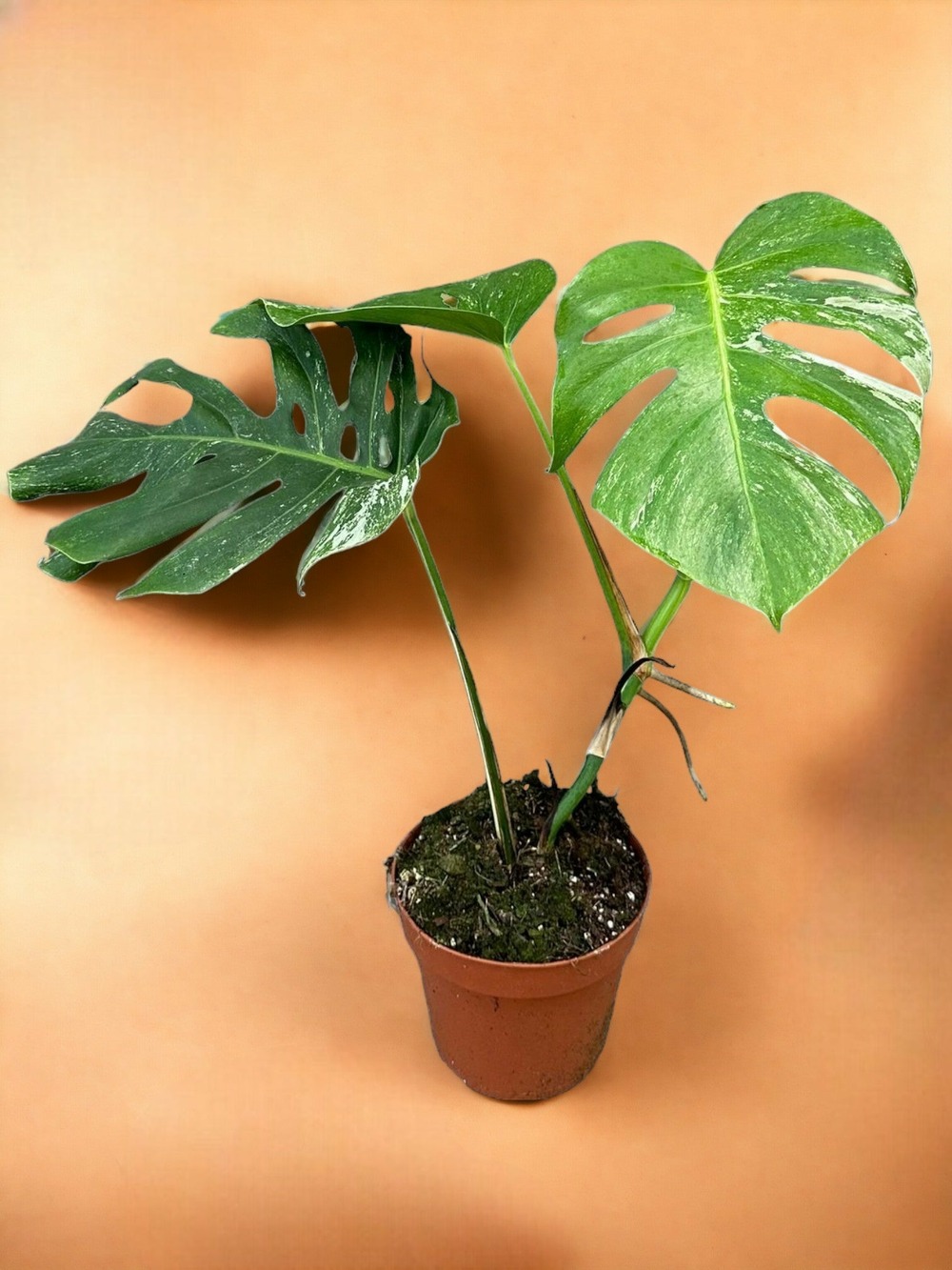 Monstera deliciosa variegata