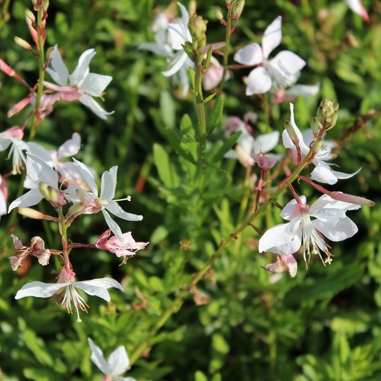 6 x gaura lindheimeri 'white dove' – godet 9cm x 9cm – fleurs blanches pures longue floraison