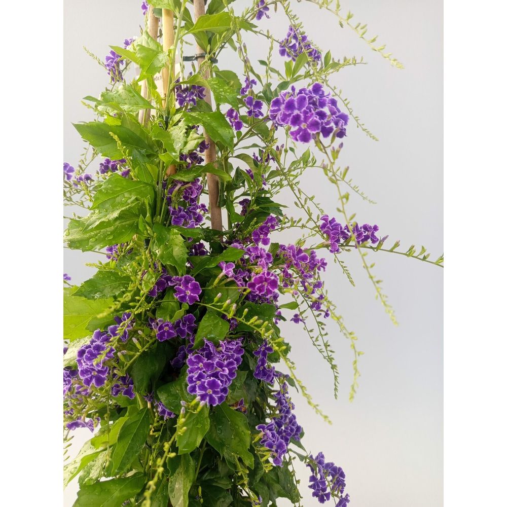 Duranta repens 'vanillier de cayenne' en pot ø 17cm / 50 à 60 cm