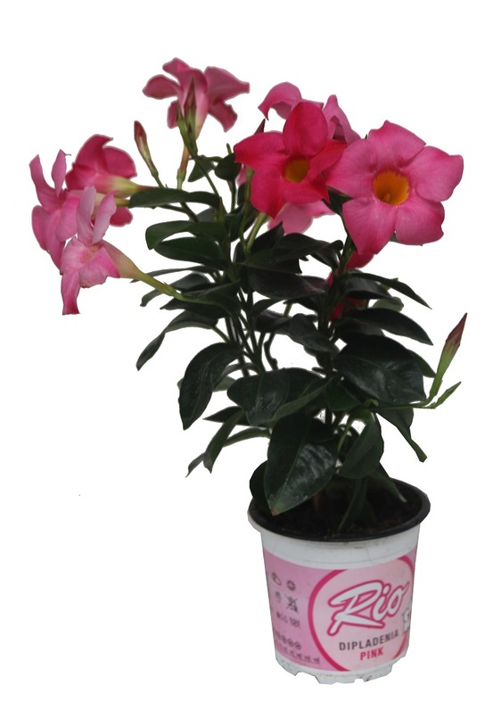 Dipladénia rio rose pot 10.5cm