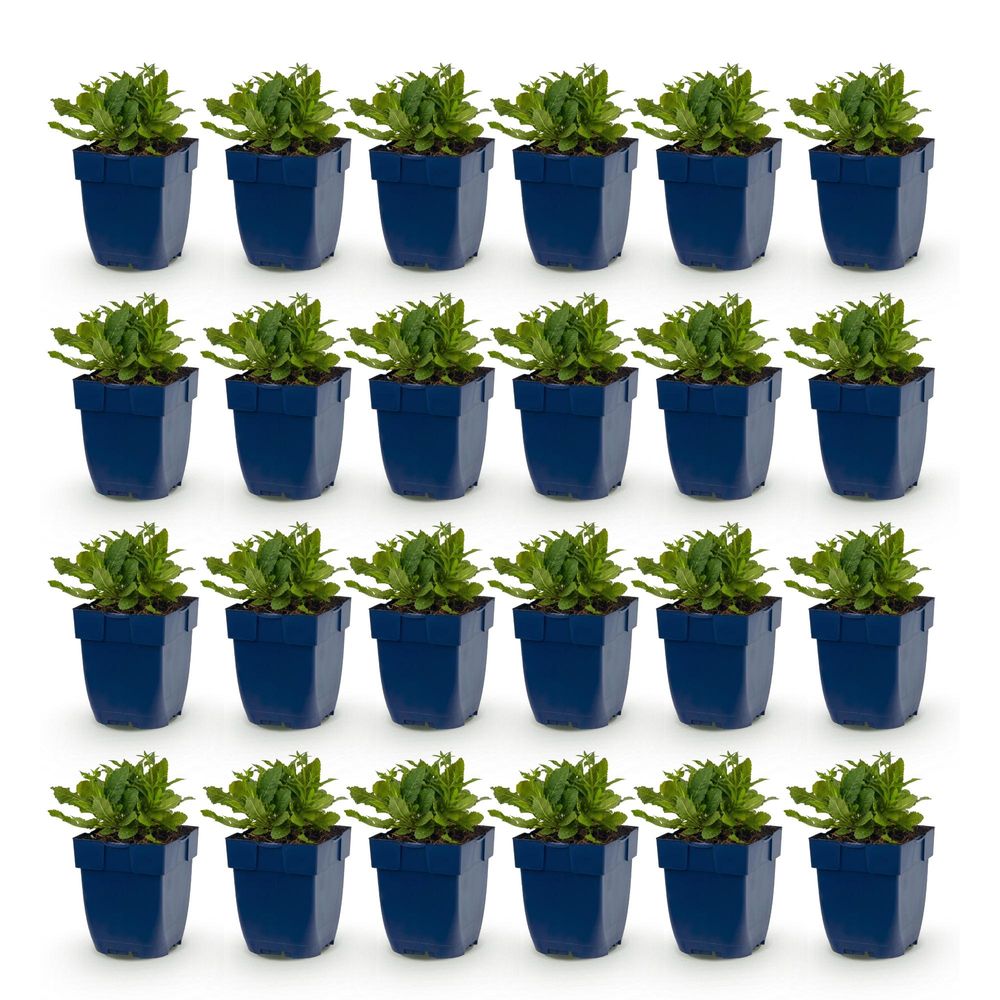 Sauge ornementale 'schneehügel' - lot de 24 - pot 11 cm - hauteur 25 cm - plante d'extérieur