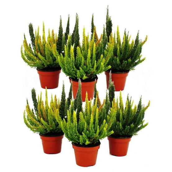 Calluna green nature - bruyère à balai verte - résistante au froid - pot de 11cm - set de 6 plantes