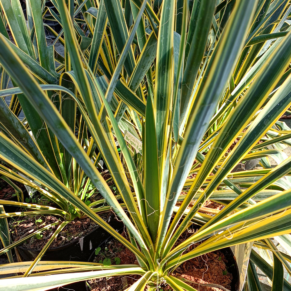 Yucca filamentosa 'bright edge' pot de 2l/3l