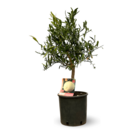 Eremorange - agrume méditerranéen - arbre fruitier - ↕ 75-85 cm - ⌀ 22 cm