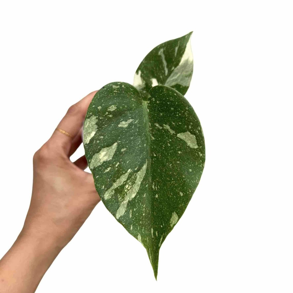 Monstera thai constellation - pot de 9cm