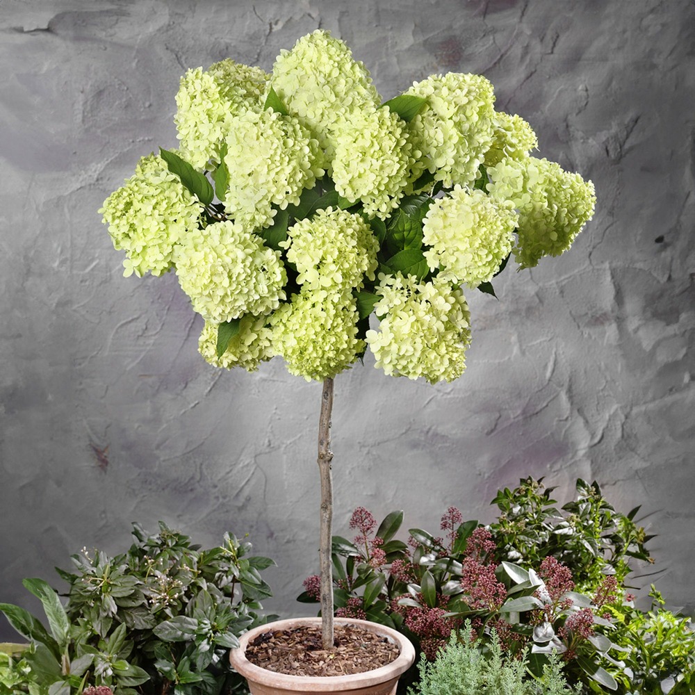 Hortensia paniculé limelight ® sur tige - le pot / 3l / tige 50cm / hauteur livrée environ 70cm