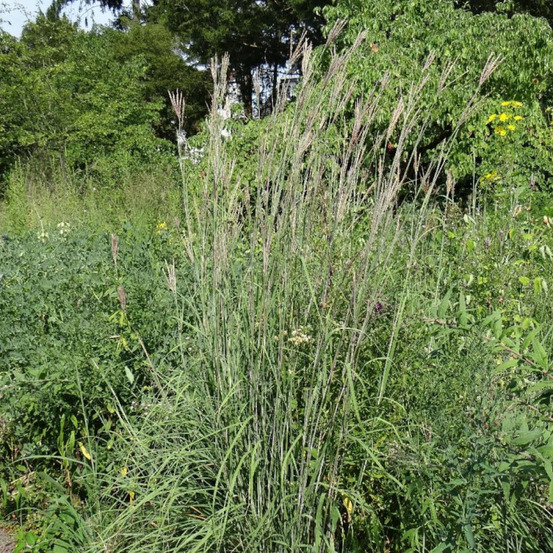 Andropogon gerardii lot de 3 godets