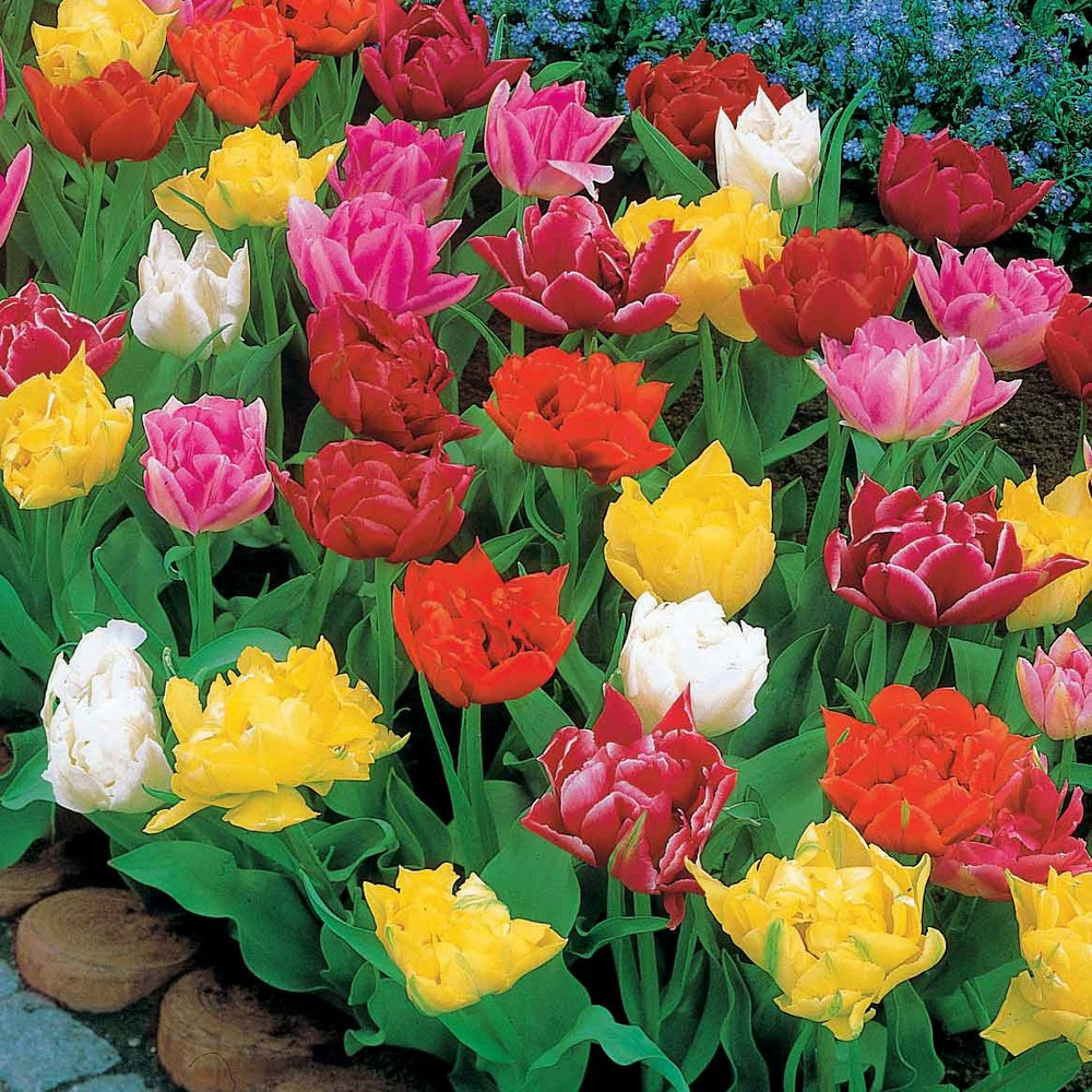 60 tulipes doubles murillo en mélange - le sachet de 60 bulbes / circonférence 10-11cm