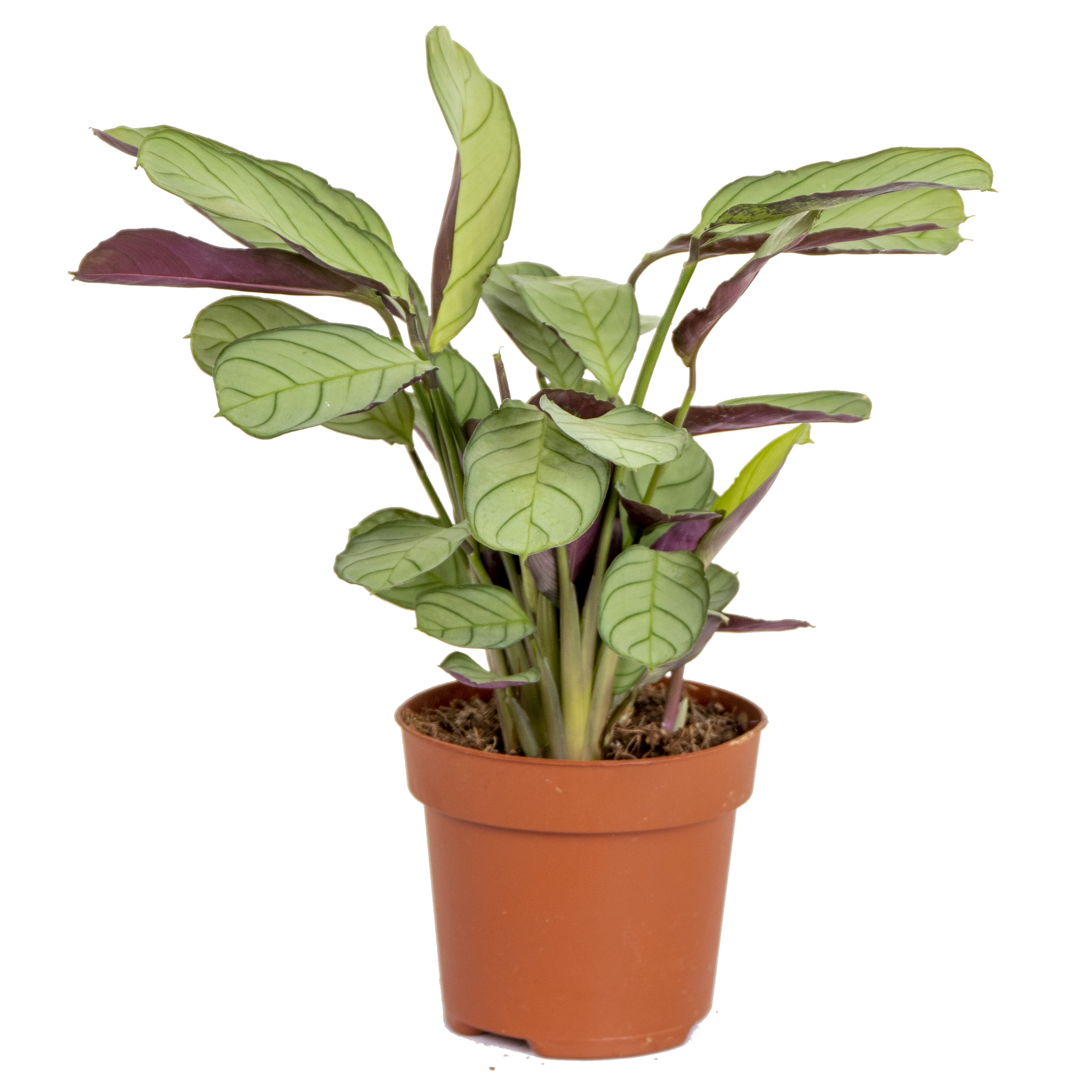 Ctenanthe 'amagris' - par pièce - plante d'intérieur dans le pot de culture ⌀12 - ↕10-20 cm