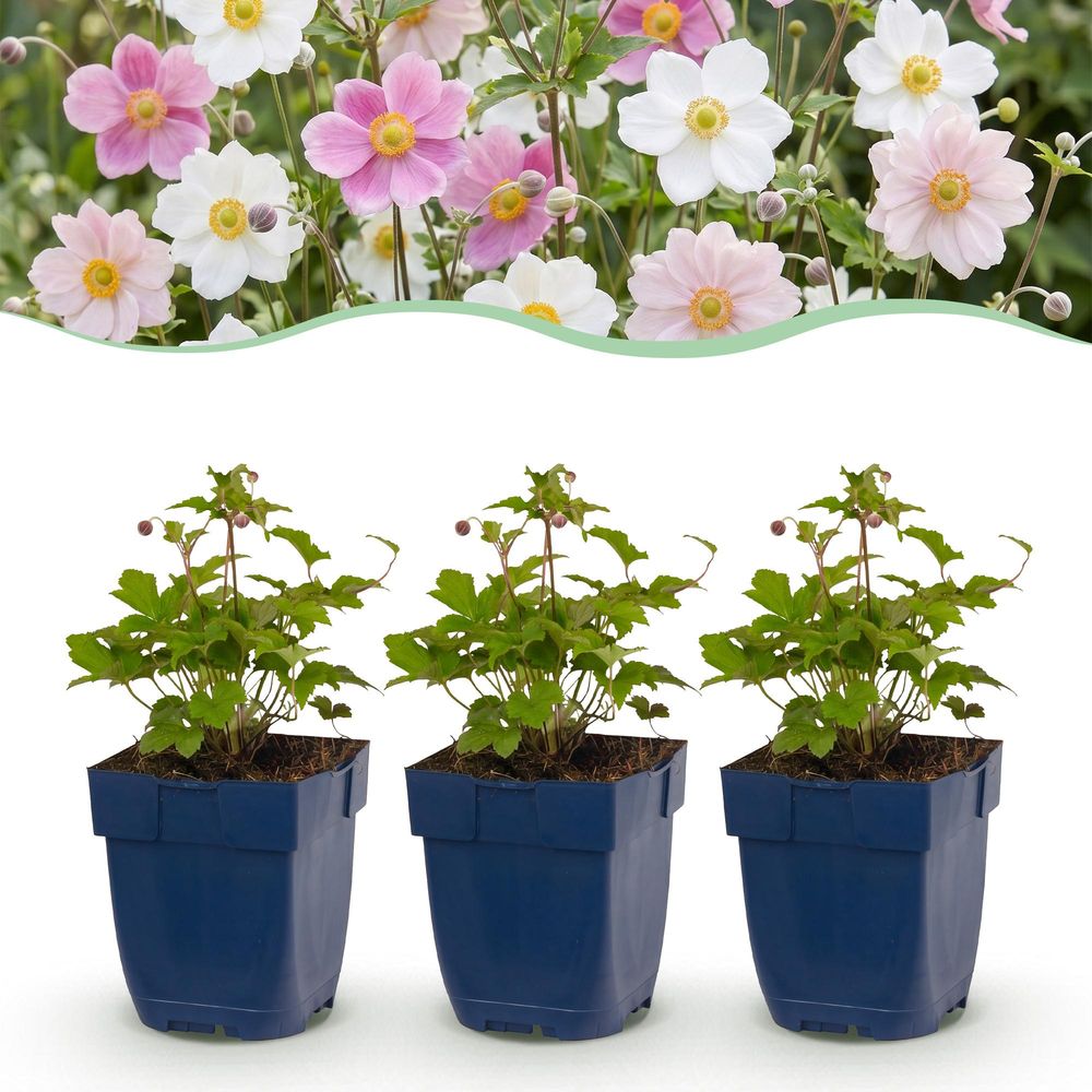 Anémones du japon en mélange 3 coloris (anemone) - rose blanc et rose foncé - pot 11 cm - hauteur 15-25 cm - plante d'extérieur
