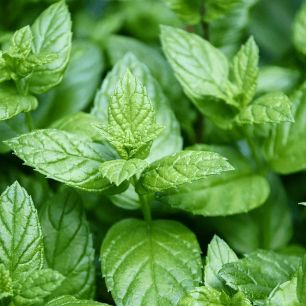 Menthe agrume - prêt à consommer pot de 1,5l - 10/20 cm