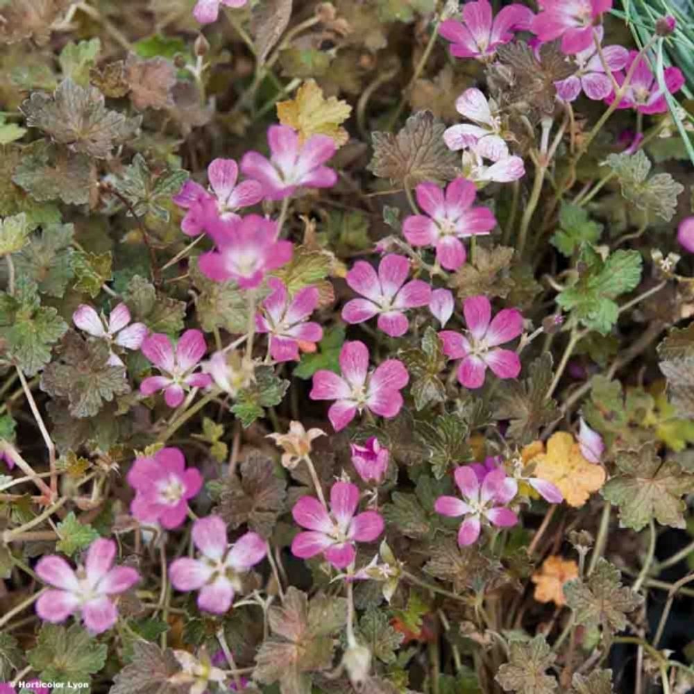 Géranium vivace 'orkney cherry' mini-motte ø 3/4 cm (par 3)