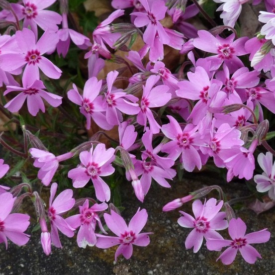 6 x phlox mousse 'moerheimii' - phlox subulata 'moerheimii' - godet 9cm x 9cm
