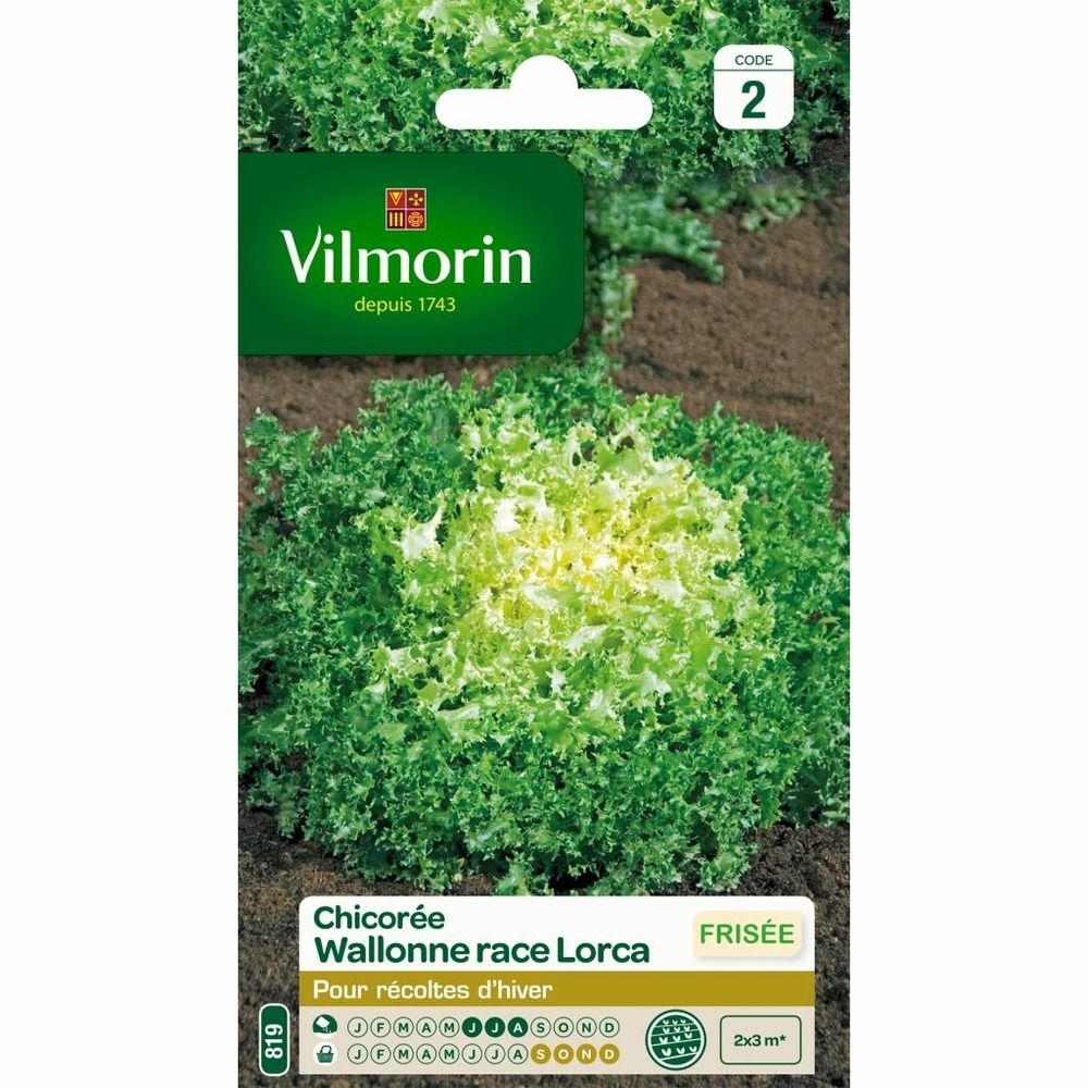 Chicorée frisée 'wallonne race lorca' le sachet de 2400 graines environ (4g)