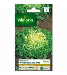 Chicorée frisée 'wallonne race lorca' le sachet de 2400 graines environ (4g)
