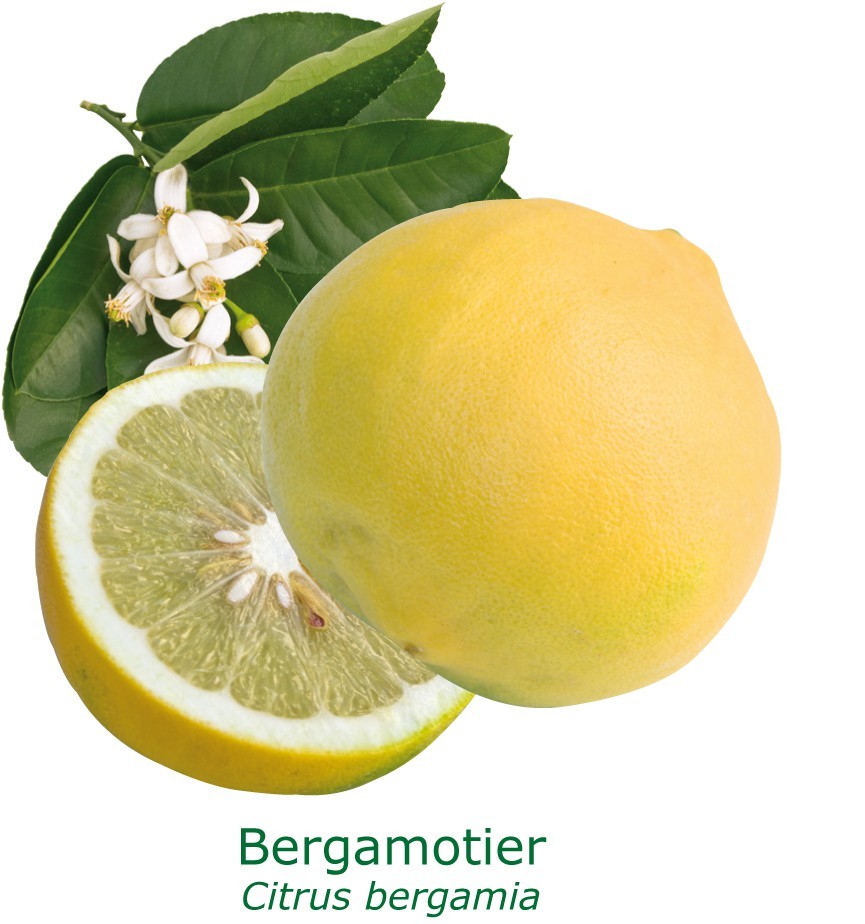 Bergamotier bio tailles:pot de 3 litres, hauteur 30/40 cm