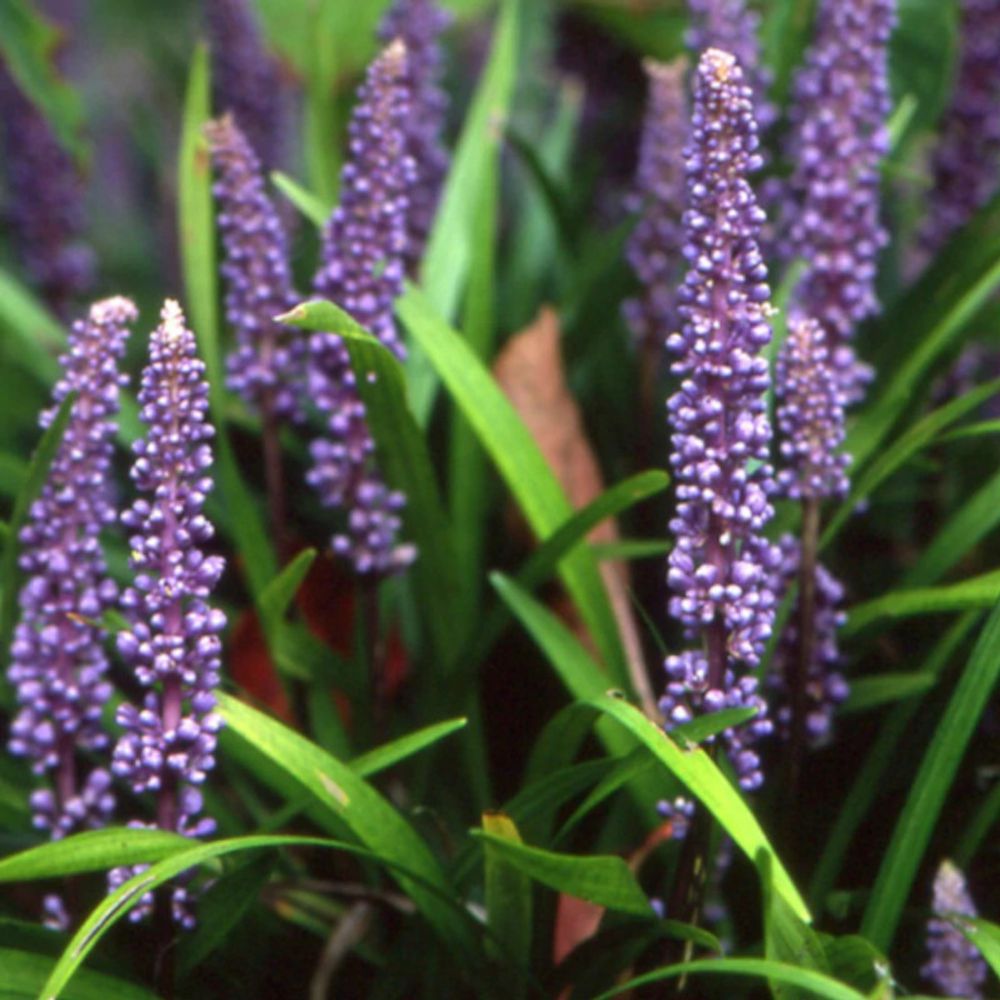 Liriope muscari godet - 5/20 cm
