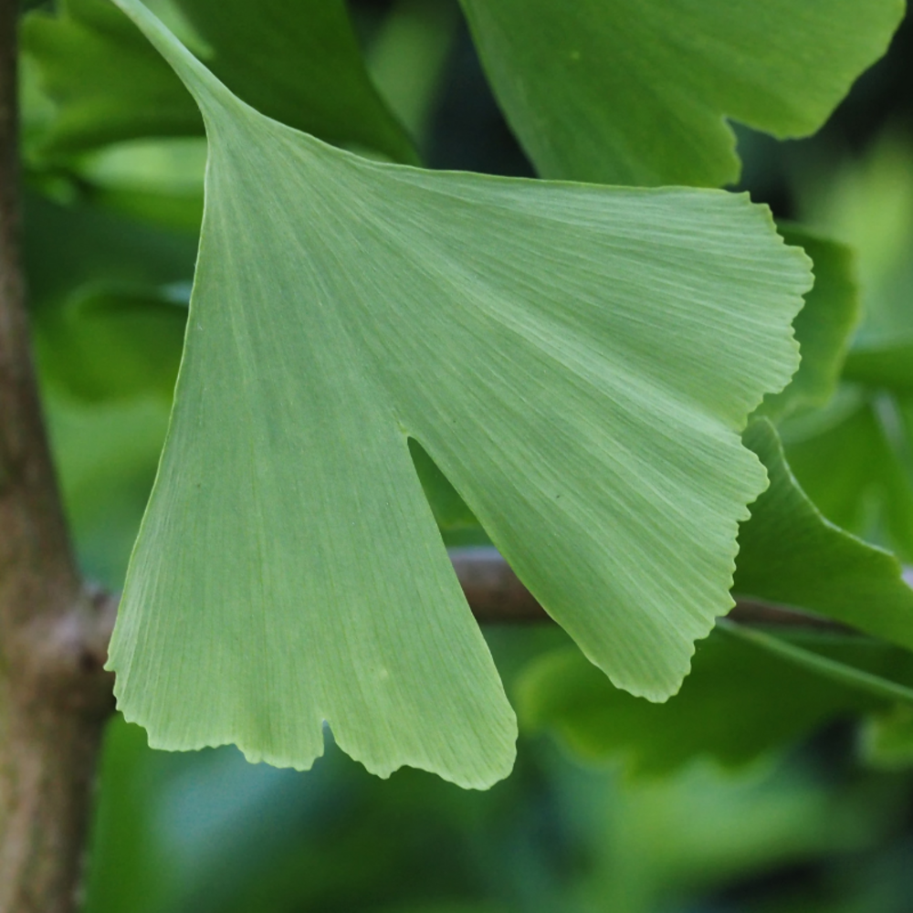 Arbre aux quarante écus menhir - ginkgo biloba menhir 50 cm pot 2,5l