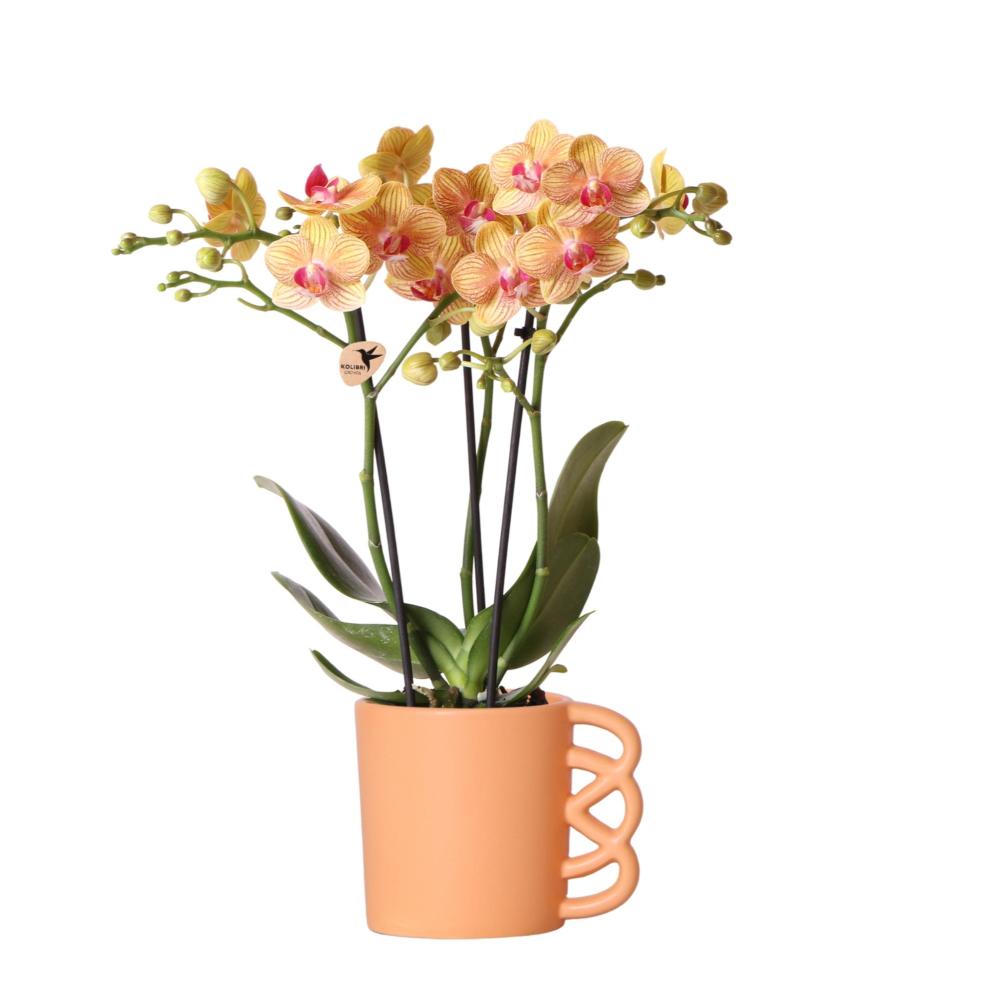 Plante d'intérieur - orchidée phalaenopsis orange et son cache pot pêche – h35cm, ø9cm - plante d'intérieur fleurie 35cm