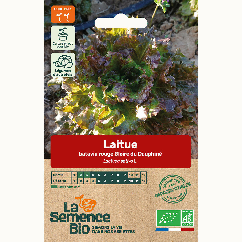 Laitue batavia rouge gloire du dauphiné - graines bio