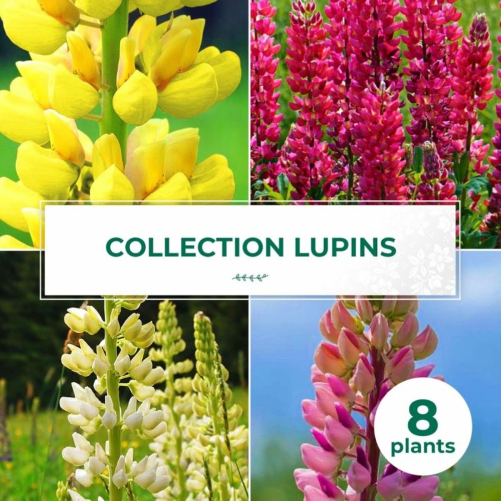 Collections de 8 lupins