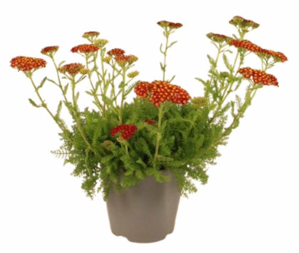 Achille millefolium pot 2 l