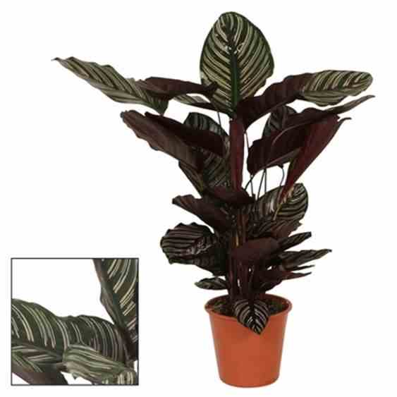 Calathea sanderiana (plante paon) taille pot de 4 litres - 60/70 cm