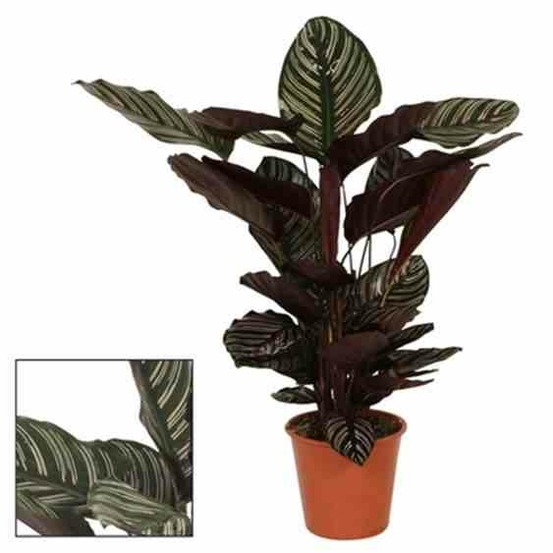 Calathea sanderiana (plante paon) pot de 4 litres - 60/70 cm