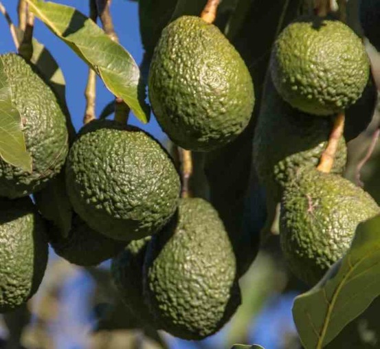 Collection de 3 beaux avocatiers