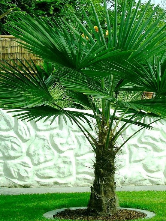 Palmier de chine pot de 12l/15l, stipe de 20 cm