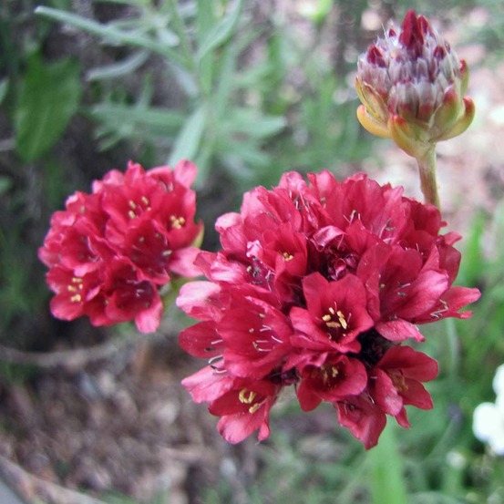 Gazon d'espagne 'ballerina red' godet de 8/9 cm