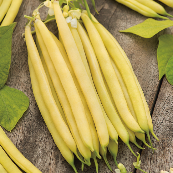 Haricot nain major - 150 g