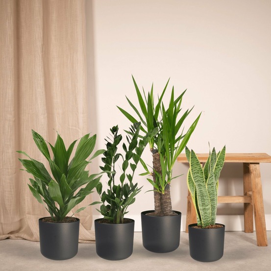 Box facile d'entretien x4 - plantes d'intérieur facile d'entretien 85cm - plante d'intérieur
